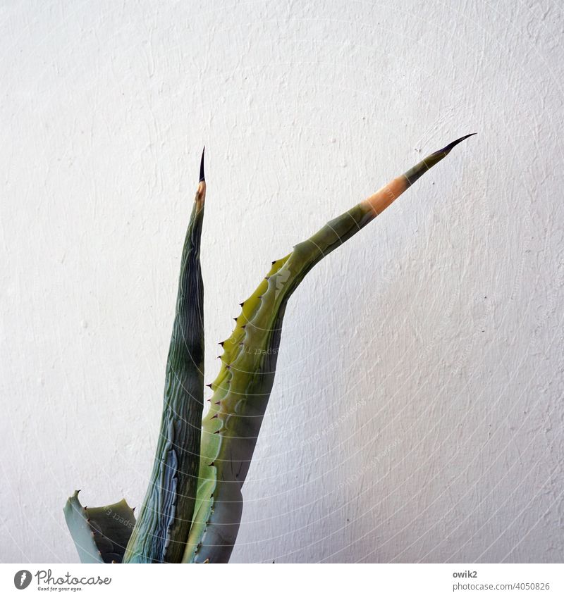 Old agave Agave Detail Exterior shot Thorny Point Firm Exotic Plant Nature Structures and shapes Copy Space right Copy Space left Copy Space top