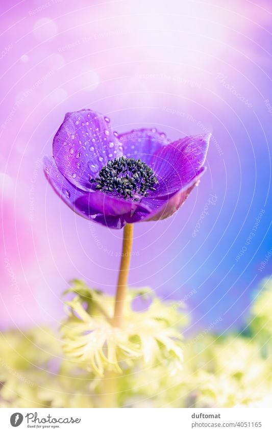 Macro shot of a purple crown anemone Flower Violet Blossom Plant Blossoming Nature Shallow depth of field Garden Close-up Macro (Extreme close-up) Spring