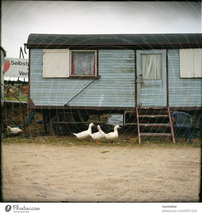 Goose Aisle geese Farm Site trailer eco organic tiny house out Garden self-catering Stairs Wooden house Sustainability Poultry Country life peasant