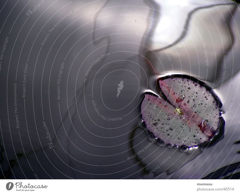 water lily Pond Plant Water lily Light Reflection