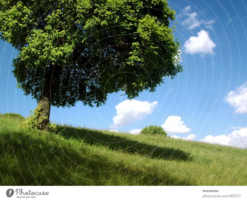 ball tree Tree Meadow Grass Spring Clouds Sky Shadow