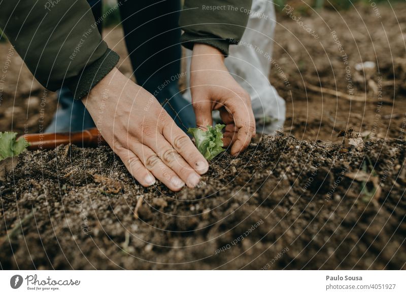 Close up woman hands planting lettuce Close-up Hand Garden Gardening Lettuce Plant plants work spring growth gardening hobby nature green Organic produce