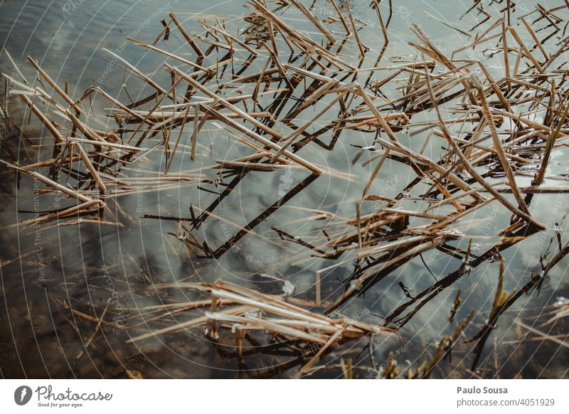 Plants on the water Water Abstract Nature background Autumn Fresh Green Garden Background picture Leaf Exterior shot Spring Fragile fragility Winter spring