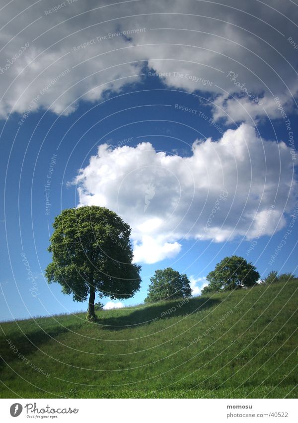 uphill Tree Spring Clouds Meadow Grass Mountain Sky