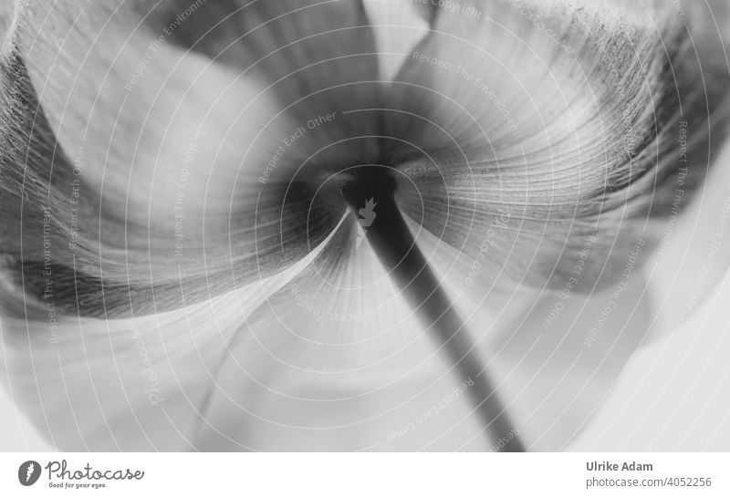 Anemone - flower from below Black & white photo Macro (Extreme close-up) Close-up Detail Isolated Image Neutral Background blurriness Deserted Studio shot