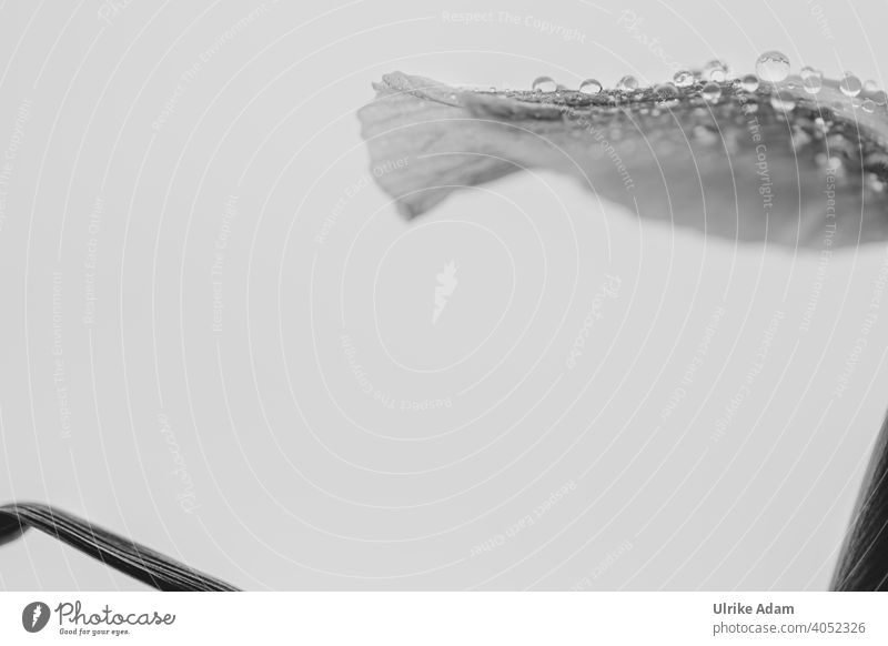 A touch of blossom Blossom Flower Drop raindrops Blossom leave Black & white photo Delicate Soft Nature natural background Plant Shallow depth of field Detail