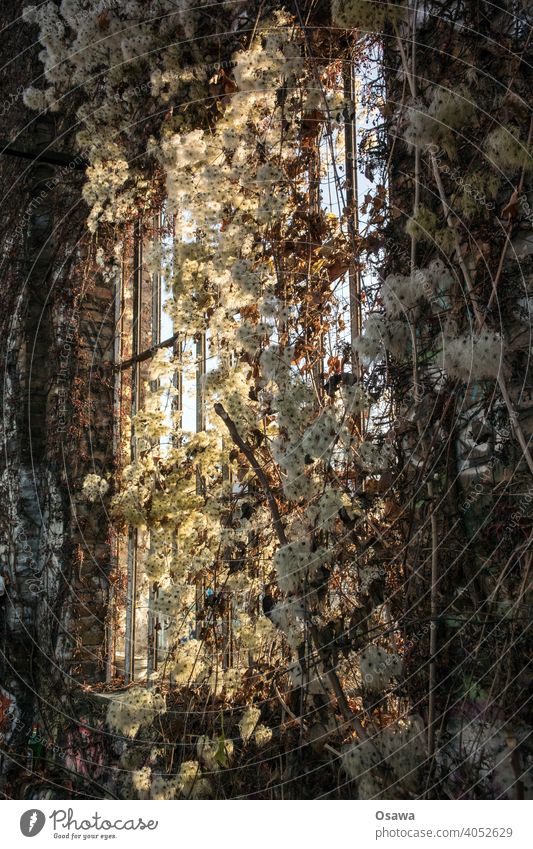 Sunlight through window with former green woodland vine Window Ruin Wall (building) Decline Wall (barrier) Transience Old Broken plants undergrowth sash bars