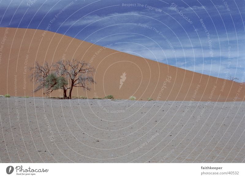 red desert Namibia Tree Desert Blue sky Landscape sunlight