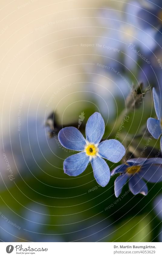 Forget-me-not, Ne m'oubliez pas, Myosotis, Boraginaceae Flower Plant Blossom blossoms Foliage Ornamental plant Blue Sky blue symbol Masonic symbol