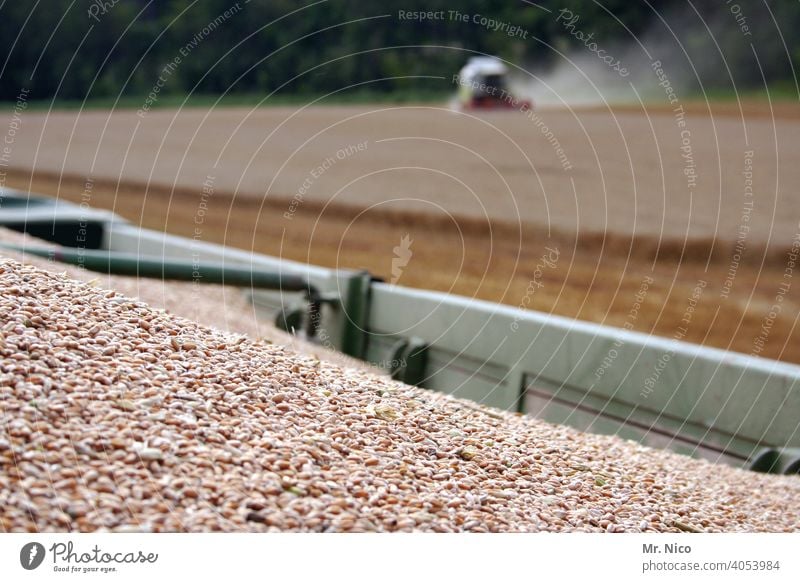 harvest time Field Agriculture Grain field Nature Summer Cornfield Agricultural crop Wheat Nutrition Environment Harvest Growth Wheatfield Combine Rural