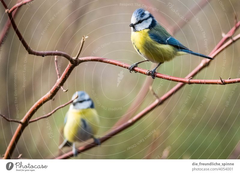 Blue Tit on Branch Tit mouse tit Bird Flying Yellow Spring Animal Exterior shot Nature Feather Garden Small Close-up Winter Beak Wild pretty animal world