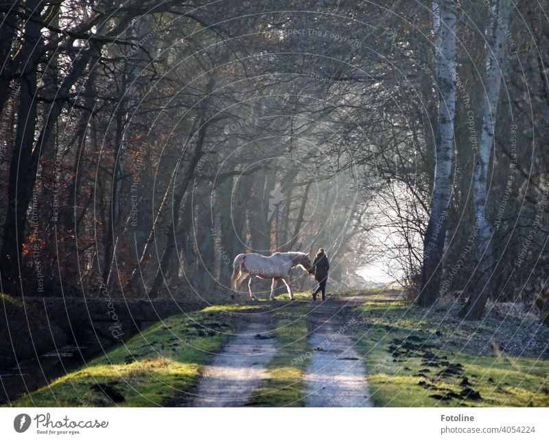 Who loves his horse, pulls :-D Thinks the girl, who walks along the sun-flooded forest path. Horse Girl Young woman Woman Youth (Young adults) Human being