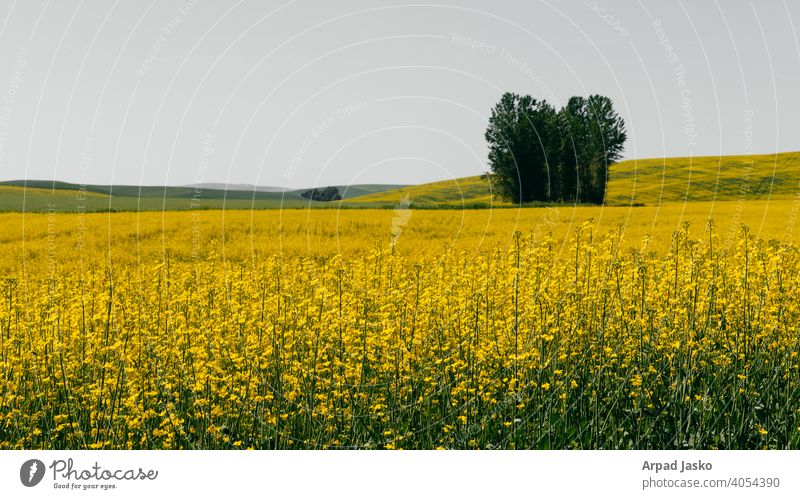 Canola Landscape 1 Desert Eastern Washington Field Palouse Prairie Rural Whitman County wheat