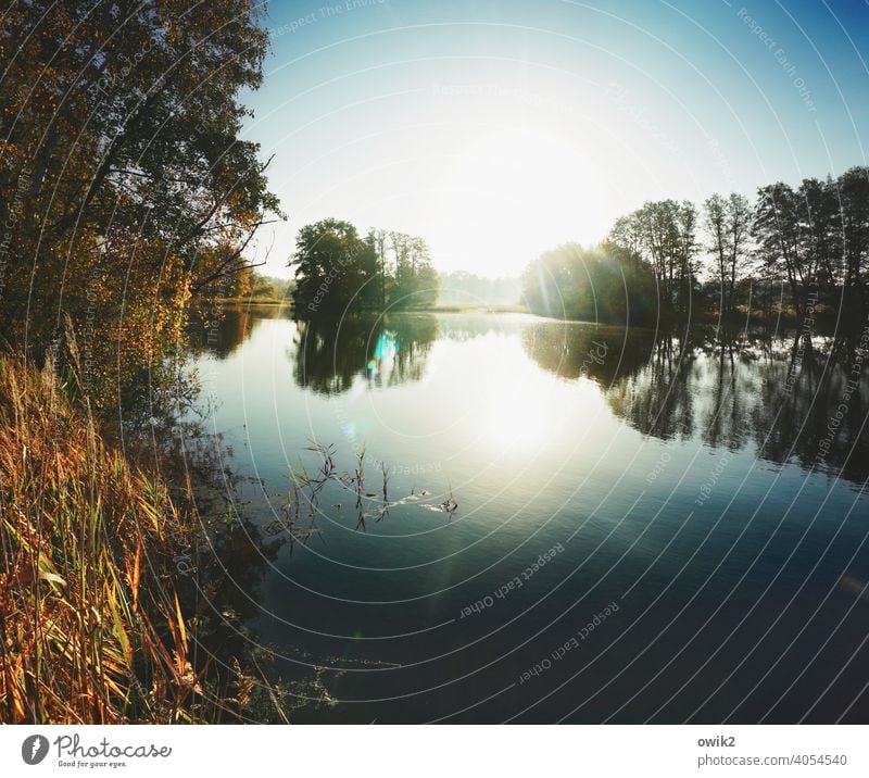 sunny cozy Lake Idyll Pond Forest Island Reeds Large Glittering Gigantic Illuminate Sun Beautiful weather Tree Bushes Panorama (View) Landscape Nature