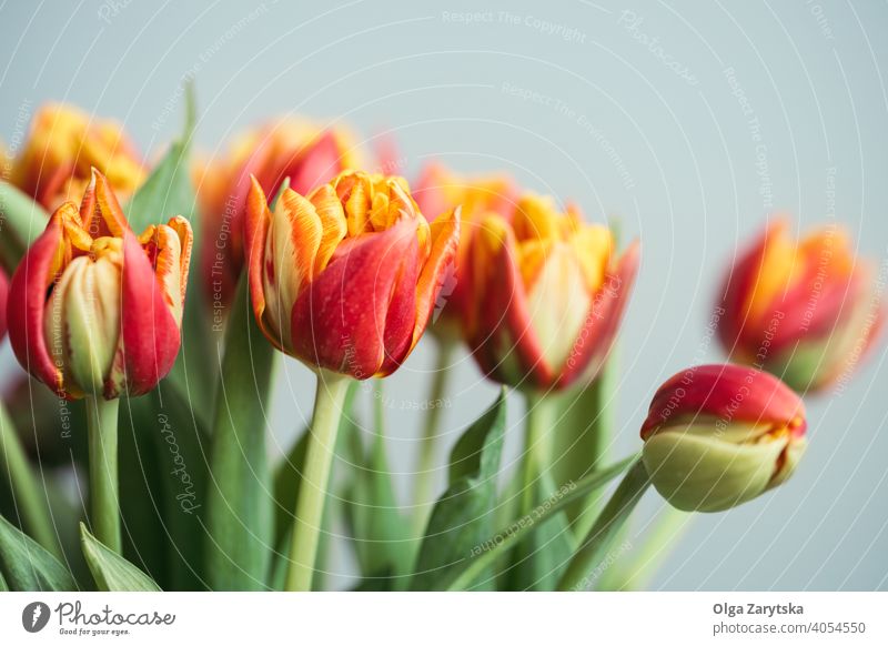 Bouquet of red tulips. spring flower orange bouquet background mother day card floral march blue beauty copy space closeup