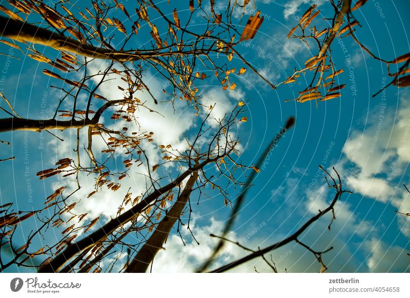 Hazelnut from the frog's perspective Branch awakening holidays Worm's-eye view spring Spring spring awakening Garden Sky allotment Garden allotments Climate