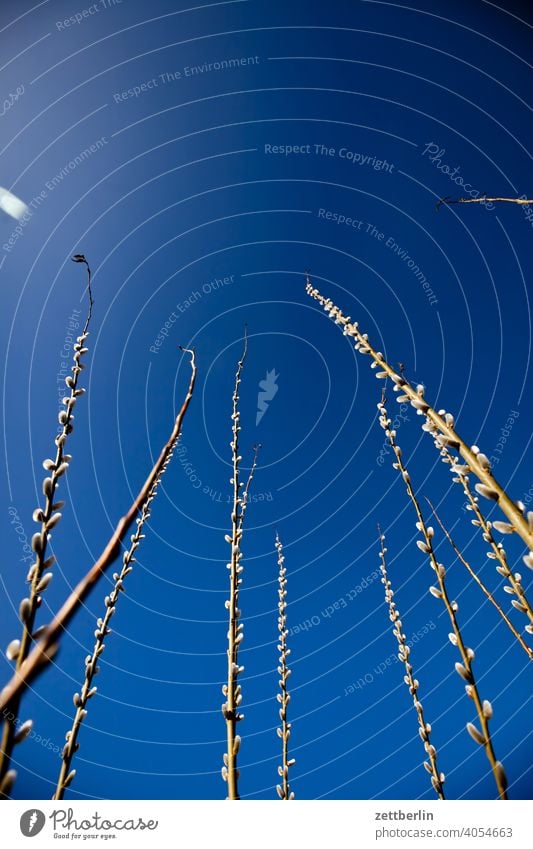 Allergy Pitch Branch awakening holidays Worm's-eye view spring Spring spring awakening Garden Sky allotment Garden allotments Climate Climate change bud