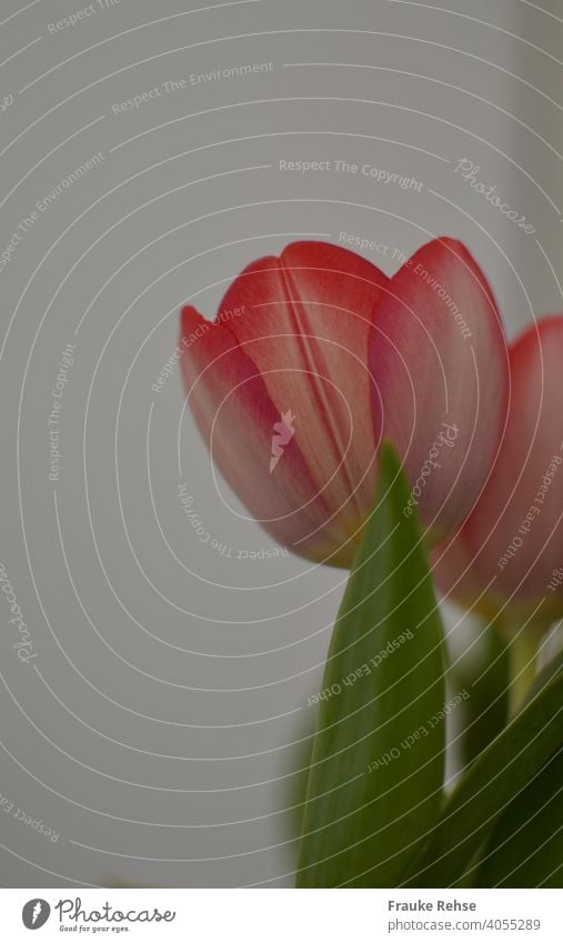 Red tulip blossom against white background with little depth of field Tulip Tulip Blossom picture-perfect reddishly Green Close-up Spring Flower Leaf