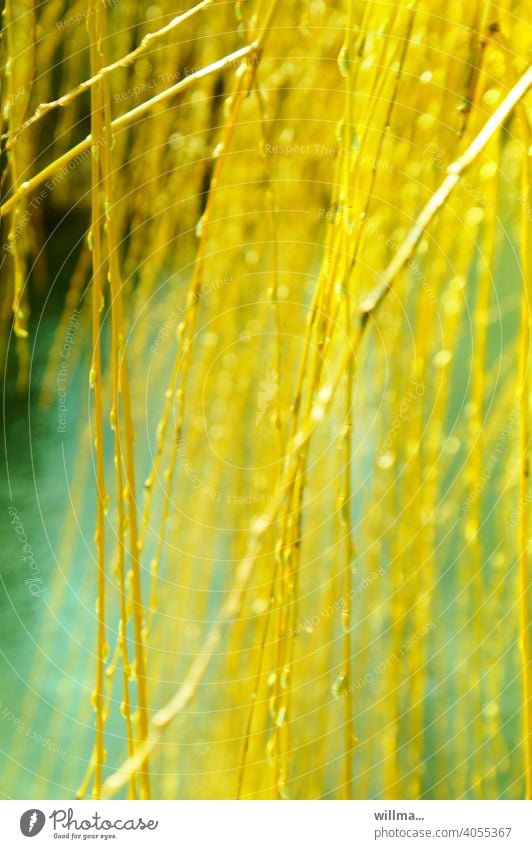 Golden rain of the weeping willow by the river Weeping willow twigs Spring golden Yellow buds Twigs and branches March Nature Willow tree willow branches