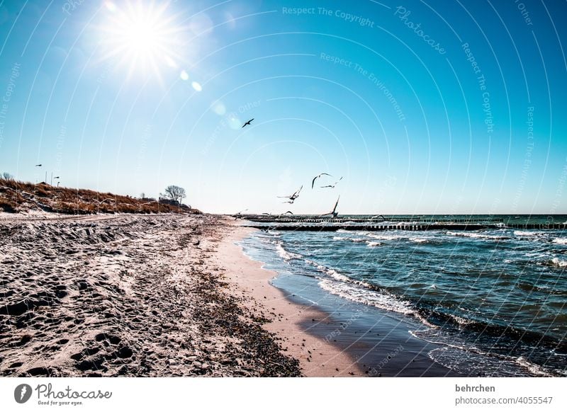 A day at the sea birds gulls Back-light Sunbeam Sunlight Freedom Mecklenburg-Western Pomerania Vacation & Travel Baltic Sea Blue Nature Dream Water