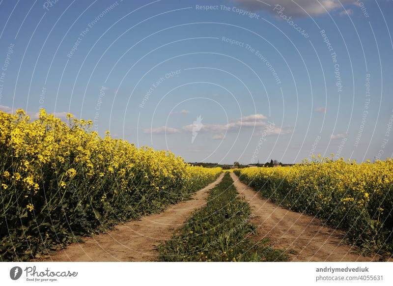 yellow rapeseed on a background of the sky. selective focus on color. canola field with ripe rapeseed, agricultural background blue clouds plant oilseed nature