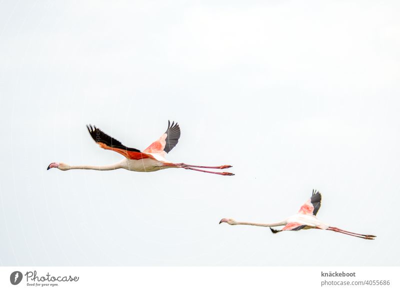 flying flamingos Camargue Exterior shot Southern France Animal Bird Nature Colour photo Flamingo Exotic