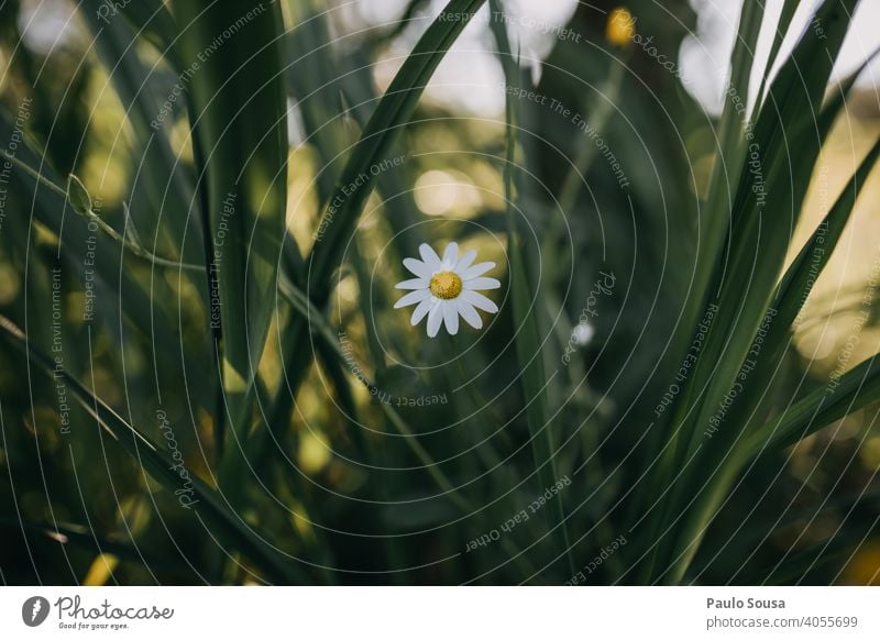 Isolated daisy Daisy Daisy Family wild flowers Spring Spring fever Spring flower Blossom Meadow Blossom leave White Summer Nature Plant Flower Garden Yellow