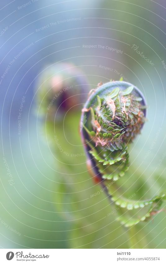 Fern frond rolling out fern frond ferns bud Roll out Nature Garden Spore-producing plant Wild plant Ornamental plant Ferns Spring Fern species Petiole sprout