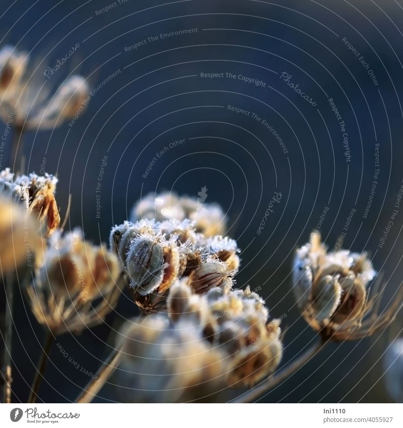 Hoarfrost on the seed of a dry flower umbel in the sunlight Wild plant Hoar frost Crystal Winter Frost sunshine morning sun Nature Love of nature Shaft of light