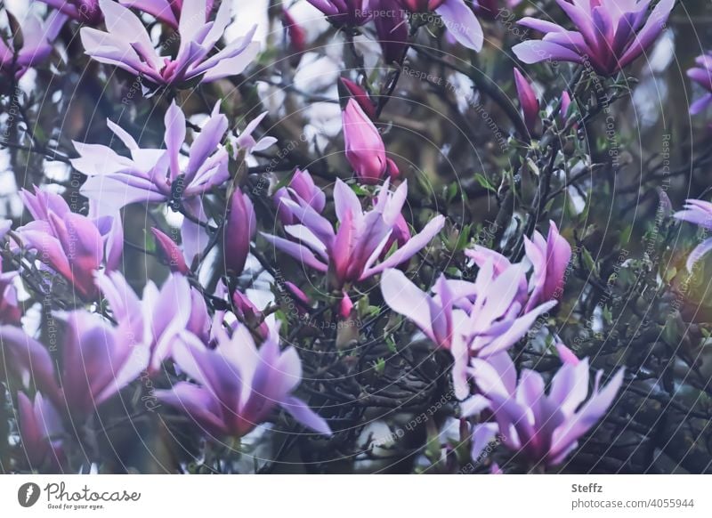 Magnolia tree blooms again Magnolia blossom magnolia Tulip magnolia tulip tree blossom Magnolia x soulangeana Spring Branches magnolia in bloom April heyday