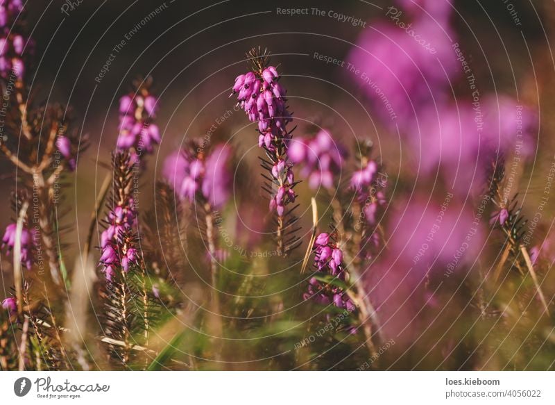 Winter heather, Erica carnea, with bright pink flowers on the forest floor in spring, Austria Flower Floral Blossom Pink Spring erica carnea Purple Nature Sun