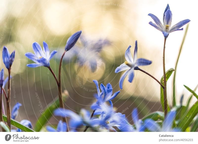 In spring the blue star blooms fade Nature Plant flora Flower Blossom leave blossoms Garden Spring Day daylight purple Violet Green wax Orange Sky