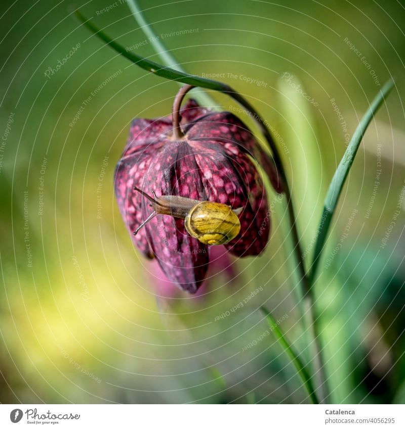 Snail on a chess flower Nature flora fauna Crumpet Snail shell helicidae pulmonary land snail Garden ribbon snail schnirkel snail Animal Feeler Speed creep