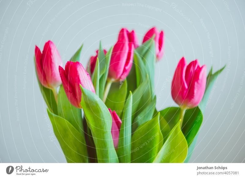 pink tulips for Mother's Day flowers Love Close-up Valentine's Day Vase inside Pink Red mother's day gift valentine Spring Bouquet pretty Flower Blossom Tulip