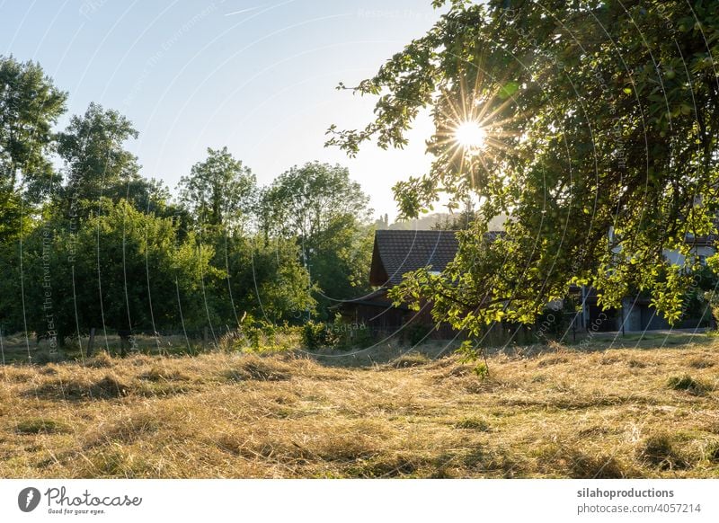 Sliced dry hay in summer in evening sun with shed and forest in the background. Branch with leaves in the right foreground. Sun star between leaves. Rural scene, Switzerland.