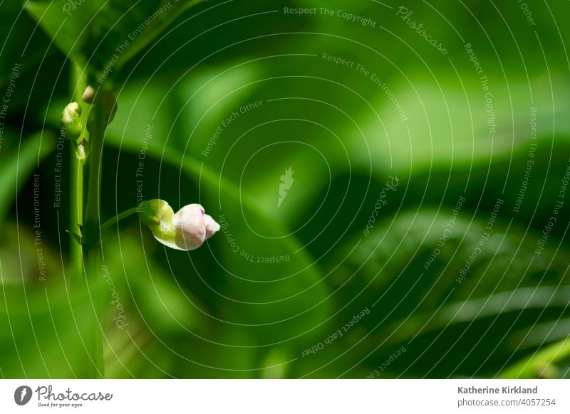 Pink Bean Flower Green leaves leaf bean bud flower new life pink copy space closeup Veggie Vegetarian Vegetable vegan Garden Gardening plant foliage botany