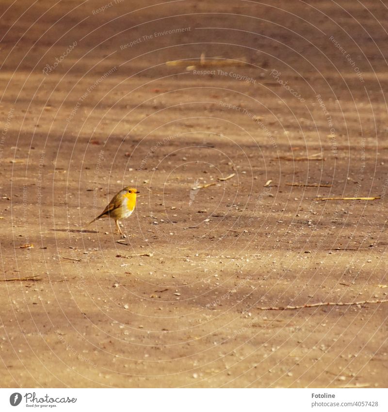 Robin's catwalk Nature Bird Exterior shot Wild animal Colour photo Animal Deserted Freedom Environment birds naturally Day Beautiful weather songbird Yellow