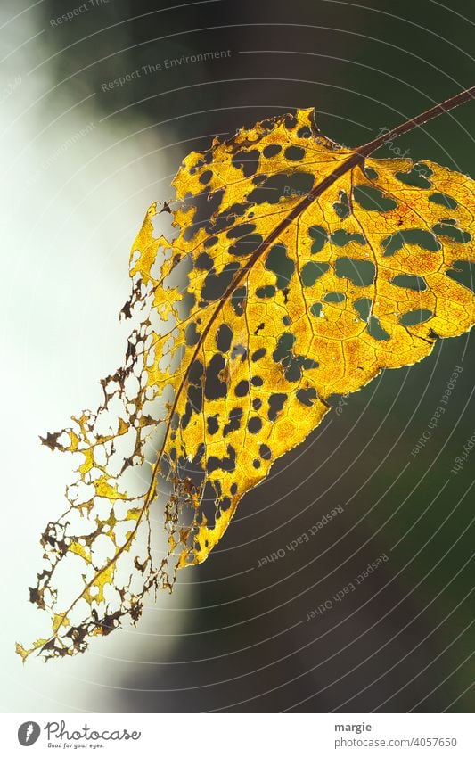 An autumn leaf eaten by caterpillars Autumn Leaf Macro (Extreme close-up) Close-up Detail Deserted Shallow depth of field Colour photo Plant Brown naturally