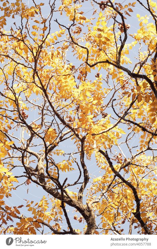 Bottom view of tree branches in autumn. Tree branches with yellow and orange leaves abstract art background beautiful beauty bright color dry environment fall