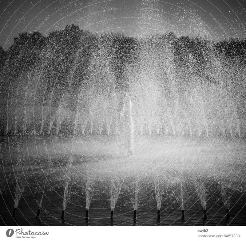 Irrigation Long shot Sunlight Black & white photo Fountain Bubbling Idyll Wet Water fountain Herrenhäuser Gardens Drops of water Detail Exterior shot