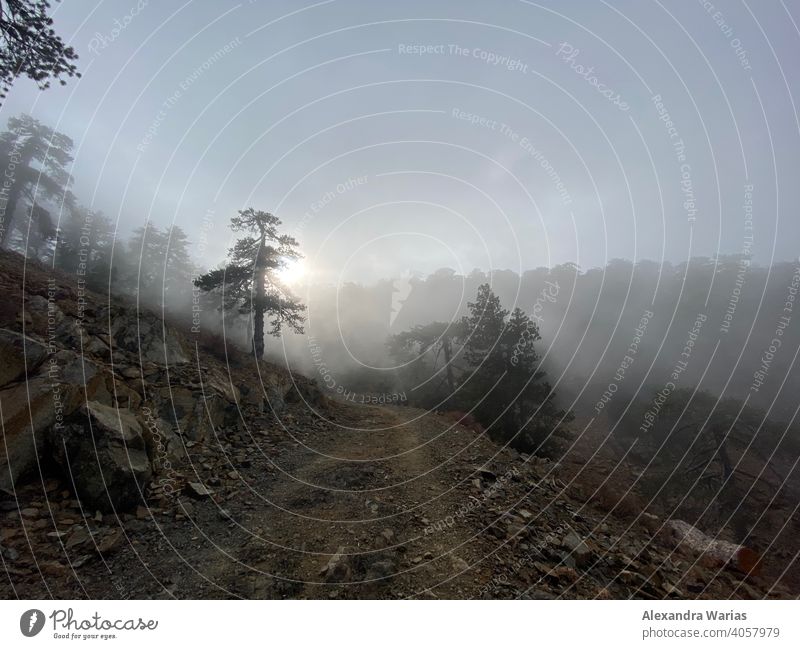 Fog in the forest in Cyprus in the Troodos Mountains Shroud of fog Misty atmosphere Cloud forest foggy Forest forest path woodland Forest atmosphere Sunlight