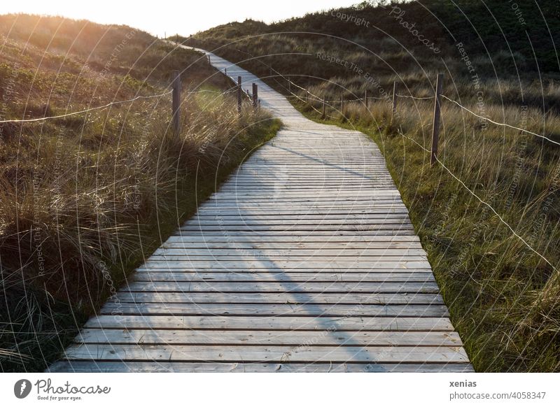 Wooden path between grass and fence leads towards yellow light of the sun Woodway off Sun Landscape Grass Light Sunset Fence evening mood duene Evening Morning