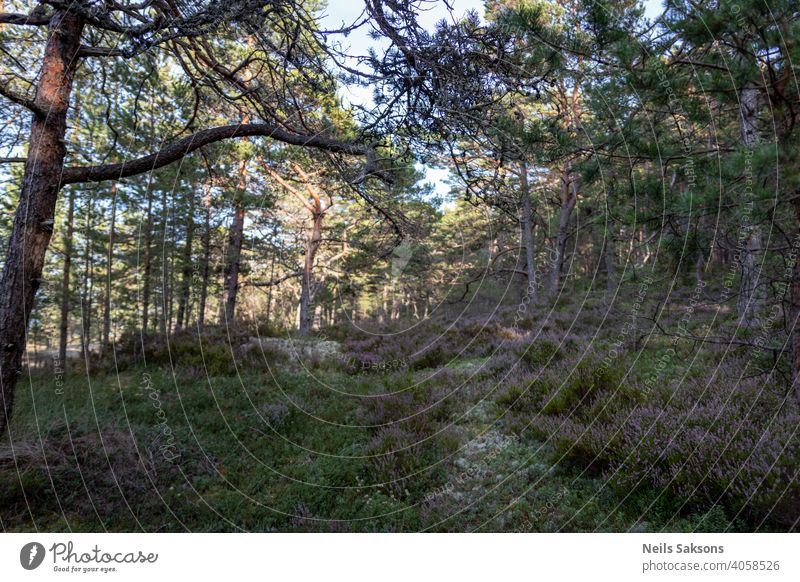 beautiful wild forest closeup with heather flowers. Closeup of beautiful flowers of wild heather in summer forest. Aroma autumn background beauty bloom blooming