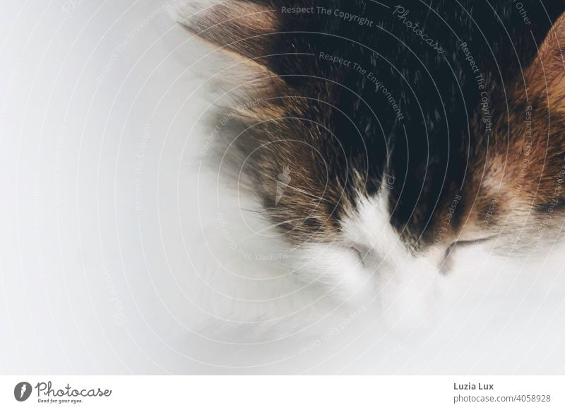 Cat Dream or Portrait of a Sleeping Cat.... cat dream sleeps Closed eyes Soft White mackerelled Dreamily Pet Animal Animal portrait Animal face Calm Pelt