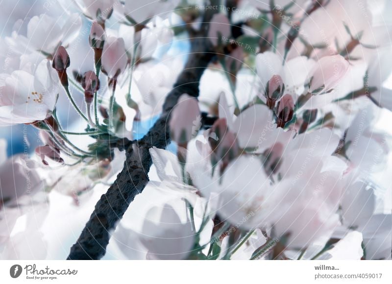 Spring Flower Dream spring blossoms Cherry blossom cherry blossom Delicate Blossoming pretty White Pink buds blossom dream Twig flowering twig Japanese cherry