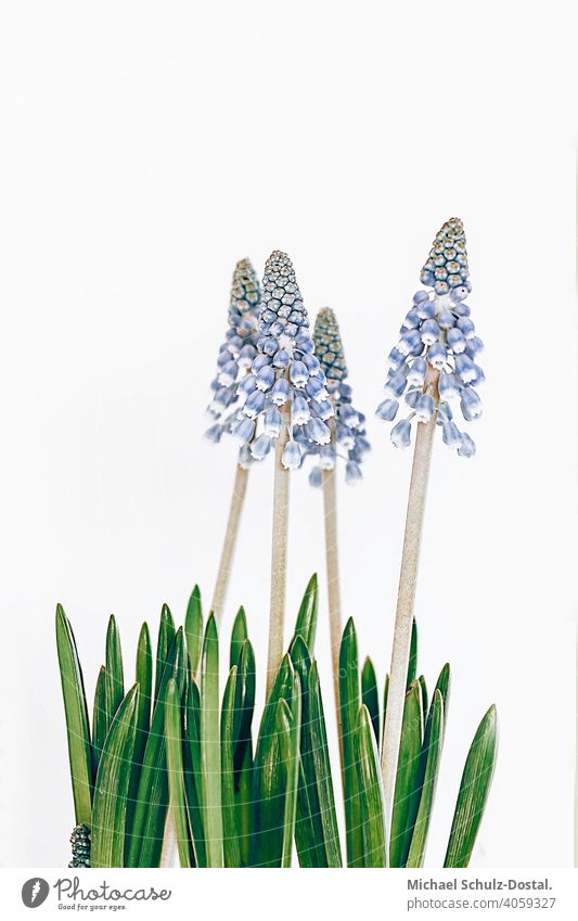 blue harbingers Flower Plant Ornamental plant pretty Calm flower schedules calm quiet Green green silent Still Life decoration Hyacinthus hiaycinth Blue Ostrich