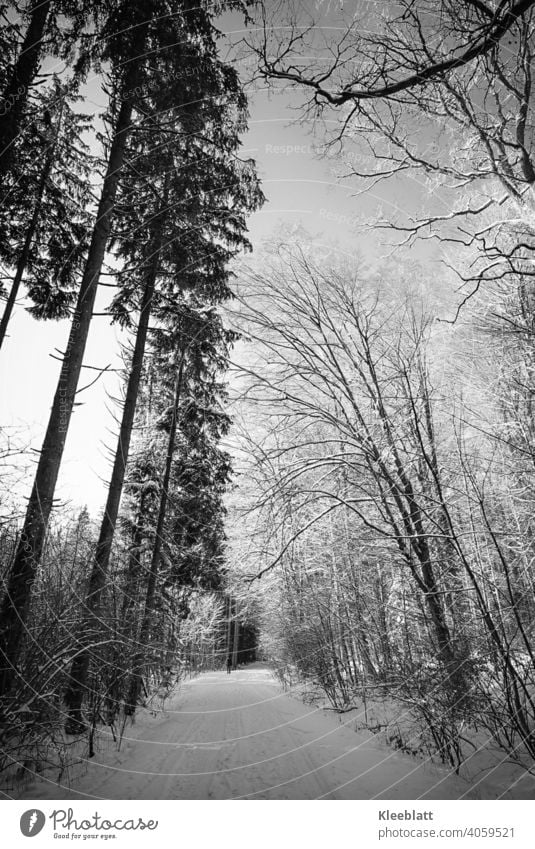 Black and white shot of a snowy forest path - in the far distance a lonely walker Black & white photo black-and-white iced trees fir trees deciduous trees