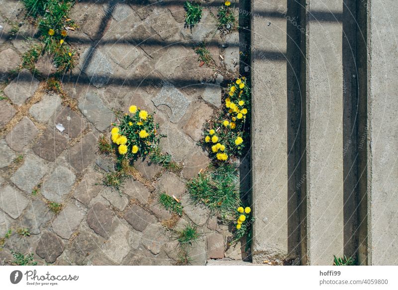 The dandelion sprouts on the pavement path Dandelion Sprout Paving stone plan Cobbled pathway Stairs renaturalisation grow wax unstoppable Spring Fresh Leaf