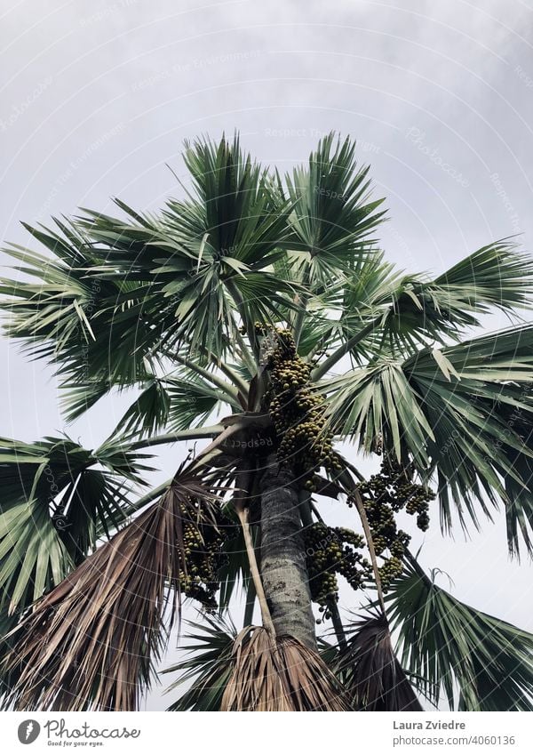 Palm tree with fruits palm trees tropics Exotic Plant Palm frond Tree Nature tropical climate Tropical Wood Leaf Beautiful weather Summer Green