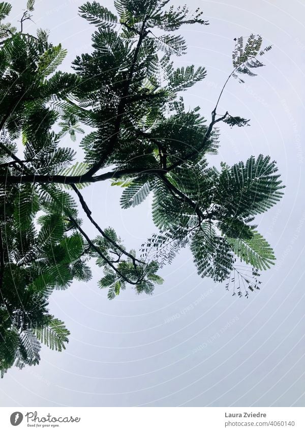 Under the tropical tree Tropical tree tropics Exotic Plant Nature Tree tropical climate Wood Leaf Beautiful weather Summer Vacation & Travel Green no people